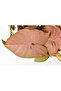 Syngonium Neon Small - 2