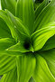 Dracaena Janet Craig - Fresh Indoor Plants-100-110CM - 3