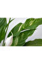 Spathiphyllum Peace Lily Plant 40-45 CM - 5