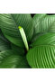 Spathiphyllum Peace Lily Plant 40-45 CM - 2