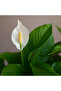 Spathiphyllum Peace Lily Plant 40-45 CM - 4