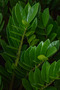 Zamioculcas Zamiifolia or ZZ Plant - 30-40 CM - 4