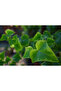 English Ivy in Hanging Pot | 25-30 CM - 3