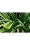 Chlorophytum (Spider Plant) 20 CM - 2