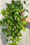 English Ivy in Hanging Pot | 25-30 CM - 4