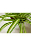 Chlorophytum Spider Plant 25-30 CM - 2