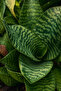 Bird’s Nest Snake Plant 10-20 CM - 4