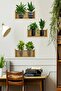 Adhesive Sticker with Plant Design and Shelf 20*30 cm Mc-663 - 4