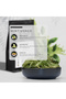 Mint Leaves | Dried Mint Leaf (Mentha spp.) - 2