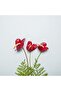 Anthurium Plant 40-45 CM - 2