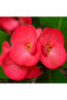 Euphorbia - 3