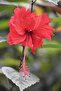 Hibiscus Indoor Plant - 50-60 CM Red - 2