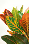 Codiaeum Croton Petra - 50-55 CM - 2