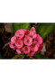 Euphorbia 20 CM - 2