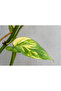 Fresh Pot Money Plant 15-30 CM - 2
