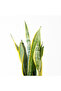 Snake Plant (Sansevieria) Plant 30-50 CM - 2