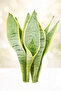 Sansevieria Moonlight - 2