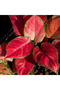 Aglaonema Pink 25- 30 CM - 2