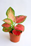 Aglaonema Red Siam 25- 30 CM - 2
