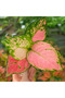 Aglaonema Pink 25- 30 CM - 3
