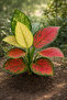 Aglaonema Red Siam 25- 30 CM - 3