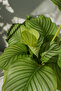 Calathea Orbifolia - Lush 30- 40 CM - 4