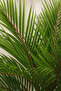 Cycas - 4