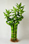 Spiral Lucky Bamboo 20-30 - 2