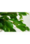 Ficus Benjamina or Weeping Fig 100-120 CM - 4