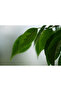 Ficus Benjamina or Weeping Fig 100-120 CM - 3