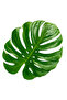 Monstera Deliciosa 45-60 CM - 3