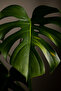 Monstera Deliciosa 45-60 CM - 2