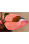 Philodendron Pink Princess/35-45 CM - 4