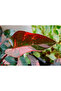 Philodendron Pink Princess/35-45 CM - 3