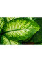 Plant- Dieffenbachia Seguine 'Tropic Snow' 50-60 CM - 3