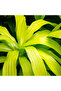 Dracaena lime Pale Green - Fresh/Live Indoor Plants-100-110CM - 3