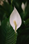 Spathiphyllum Peace Lily Plant 40-45 CM - 3