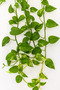 Epipremnum Hanging Money Plant - 20-30 CM - 3