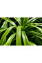 Chlorophytum (Spider Plant) 25- 30 CM - 2