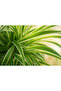 Chlorophytum (Spider Plant) 25- 30 CM - 3