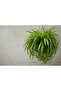 Chlorophytum Spider Plant 25-30 CM - 4