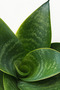 Bird’s Nest Snake Plant 10-20 CM - 2