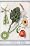 Yörem Afyon Nature's Purification Detox Genuine Artichoke Leaf {Cynara Scolymus} |   60Gr. - 4