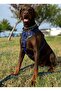 Handmade-Tactical Protection-Hunting-K9 Chest Harness. Write Us the Dog's Measurements as Answer to the Question - 5