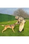 Handmade-Tactical Protection-Hunting-K9 Chest Harness. Write Us the Dog's Measurements as Answer to the Question - 6