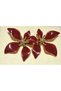 Burgundy Flower Earrings with Gold Color Detail - 3