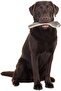 Natural Deer Antler Easy For Dogs Under 20Kg - 3