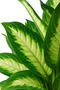 Dieffenbachia Camilla 25-30 CM - 4