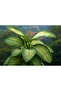 Dieffenbachia Compacta - 3
