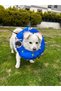 Cat And Dog Neck Collar-elizabeth Collar Operation Neck Collar-cat Neck Pillow (HEADS) - 3